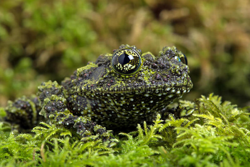 Vijetnamske mahovinaste žabe – majstori kamuflaže