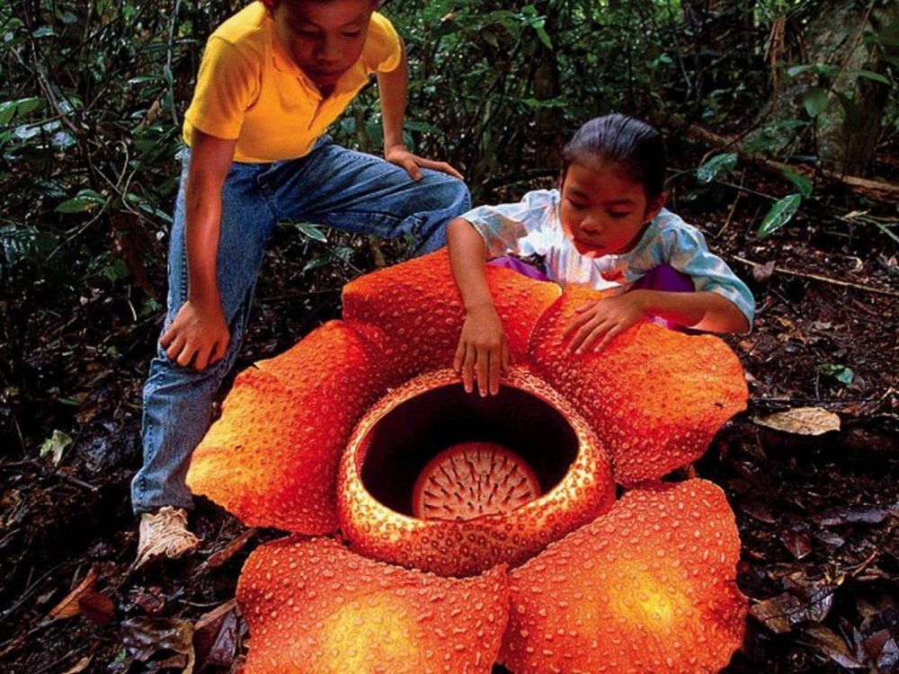 Raflezija – najveći cvet na svetu