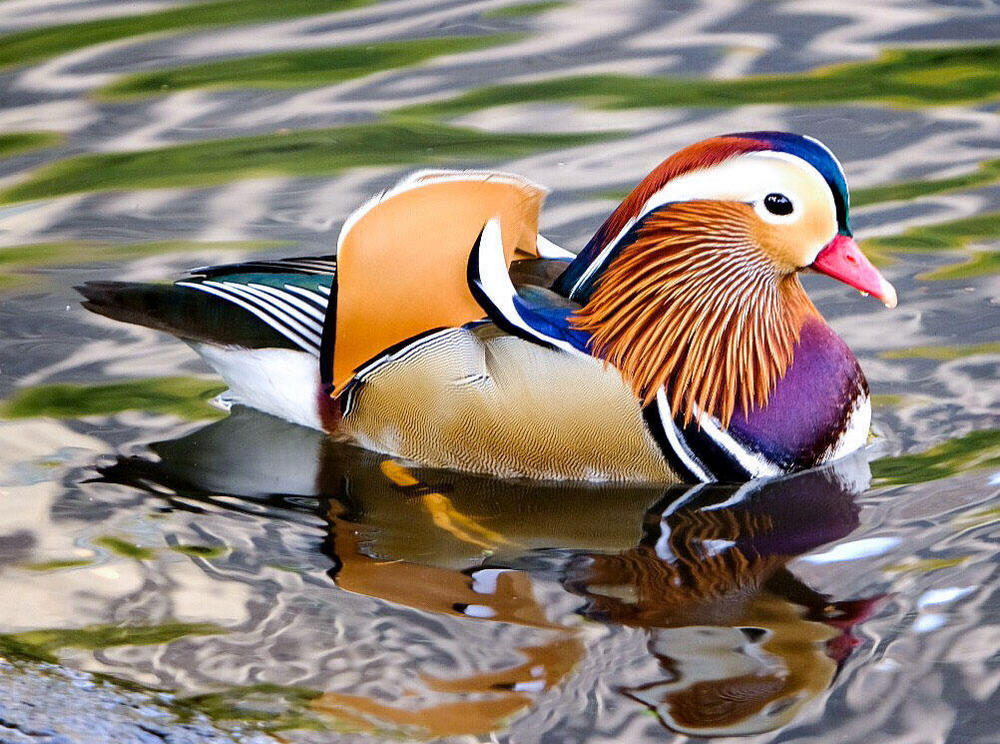 Mandarinske patke – živopisne, raznobojne ptice