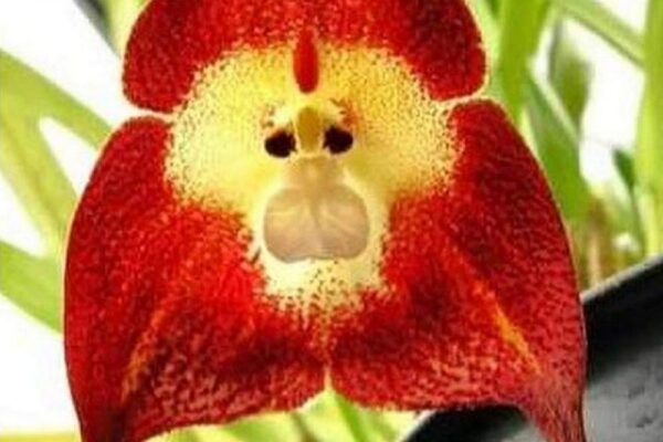 orhideja2