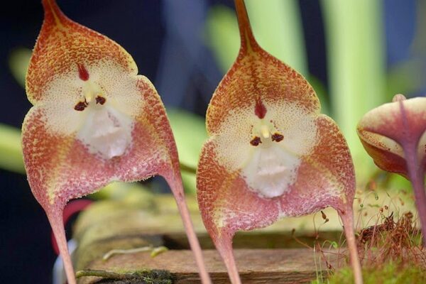 orhideja4