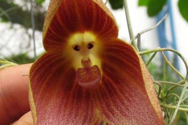 orhideja5