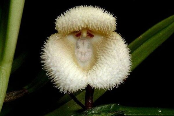 orhideja7