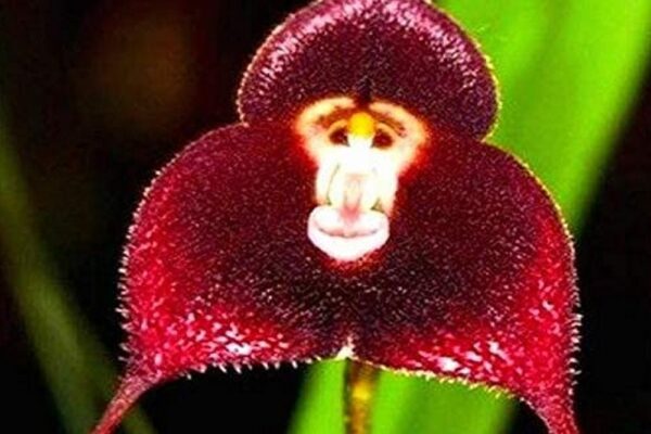 orhideja8