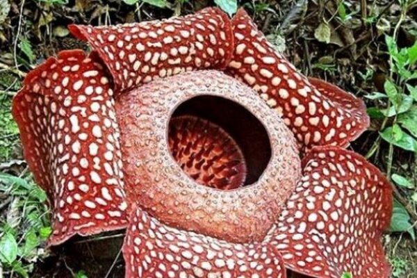 the-biggest-flower-on