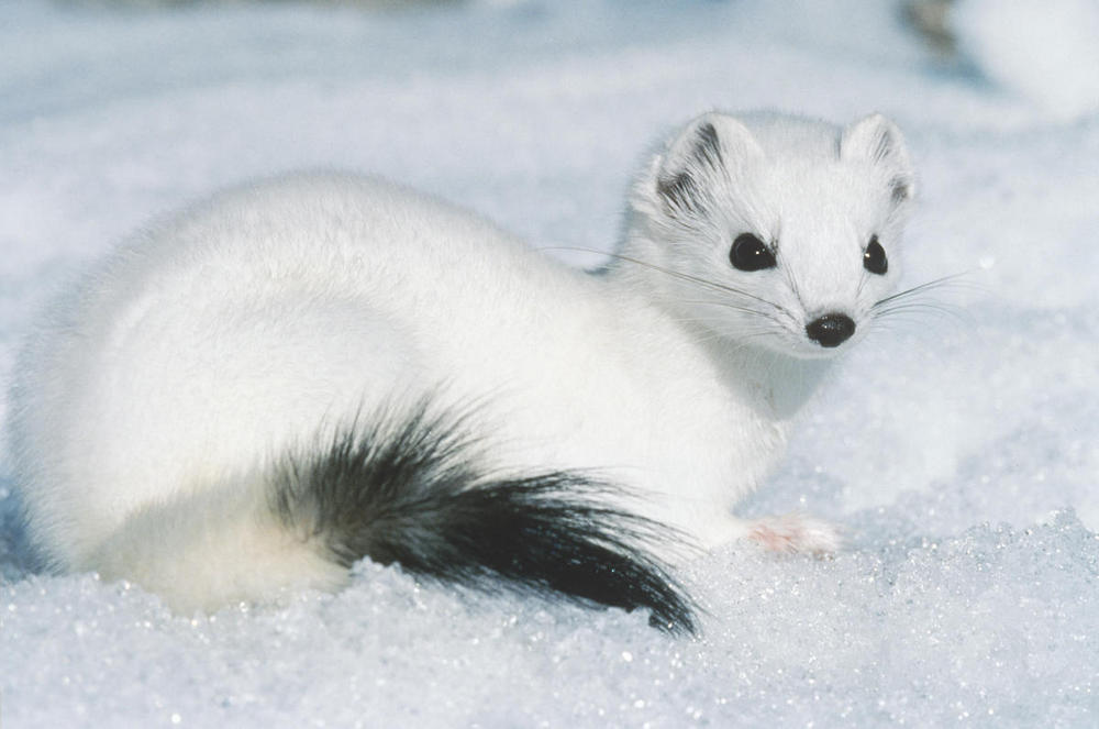 Hermelin – arktička lasica koju mnogi smatraju najsimpatičnijom životinjom na svetu